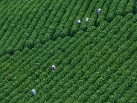 安徽宣城：万亩茶园迎来春茶采摘高峰