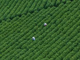 安徽宣城：万亩茶园迎来春茶采摘高峰
