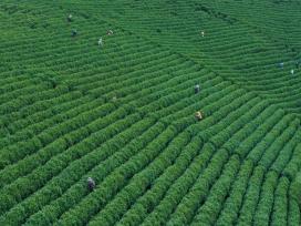 安徽宣城：万亩茶园迎来春茶采摘高峰