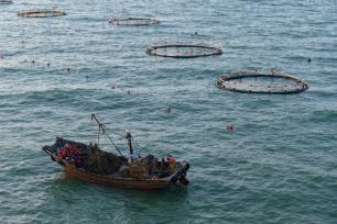 山东日照：海上春耕正当时