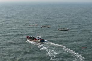 山东日照：海上春耕正当时