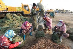 山东日照：海上春耕正当时