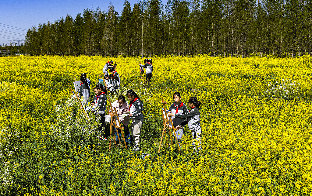 江苏太仓：学生油菜花田间写生