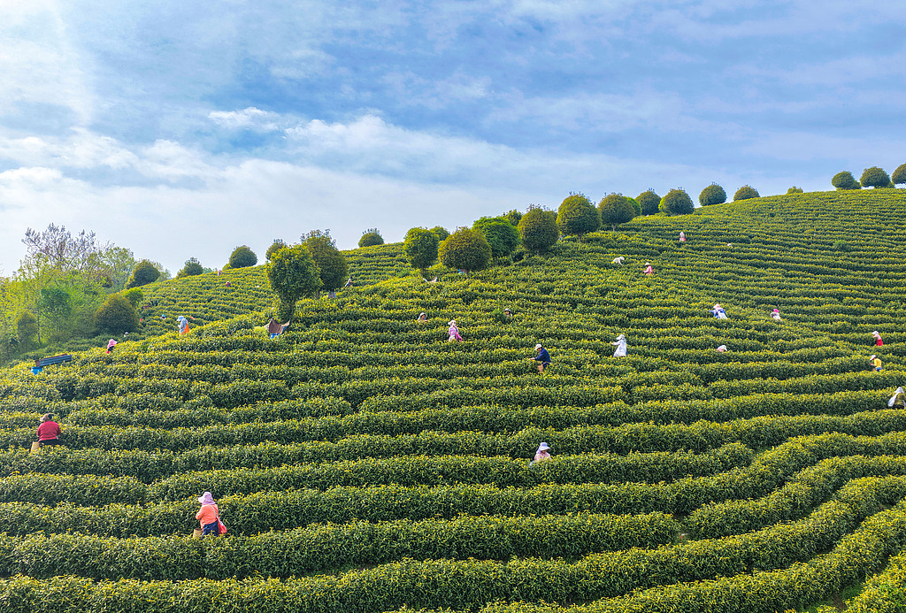 安徽芜湖：茶农抢抓农时采摘春茶