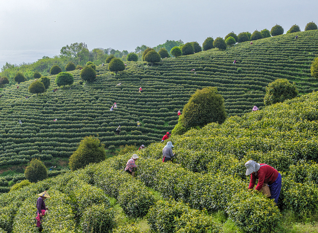 安徽芜湖：茶农抢抓农时采摘春茶
