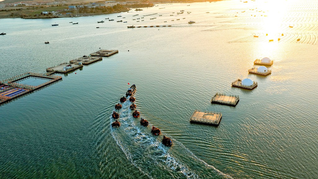 山东荣成：养殖工人迎日出采收海带