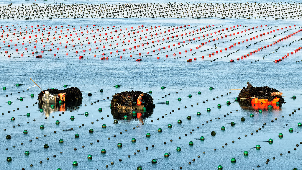 山东荣成：养殖工人迎日出采收海带