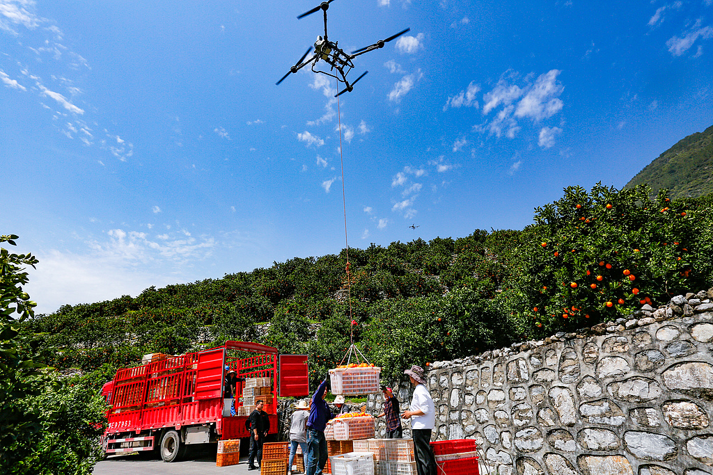 湖北秭归：无人机吊运春橙助力销售