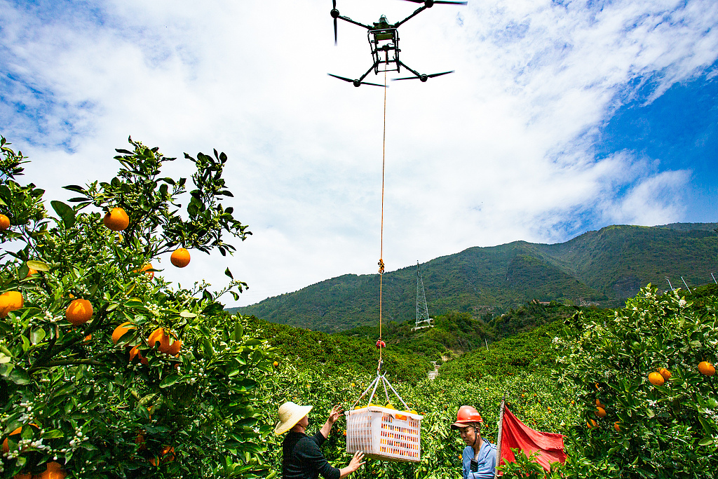 湖北秭归：无人机吊运春橙助力销售