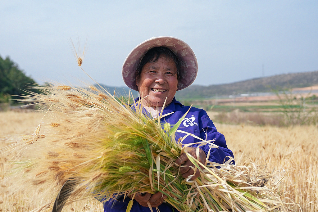 云南陆良：农户抢抓时节收割大麦
