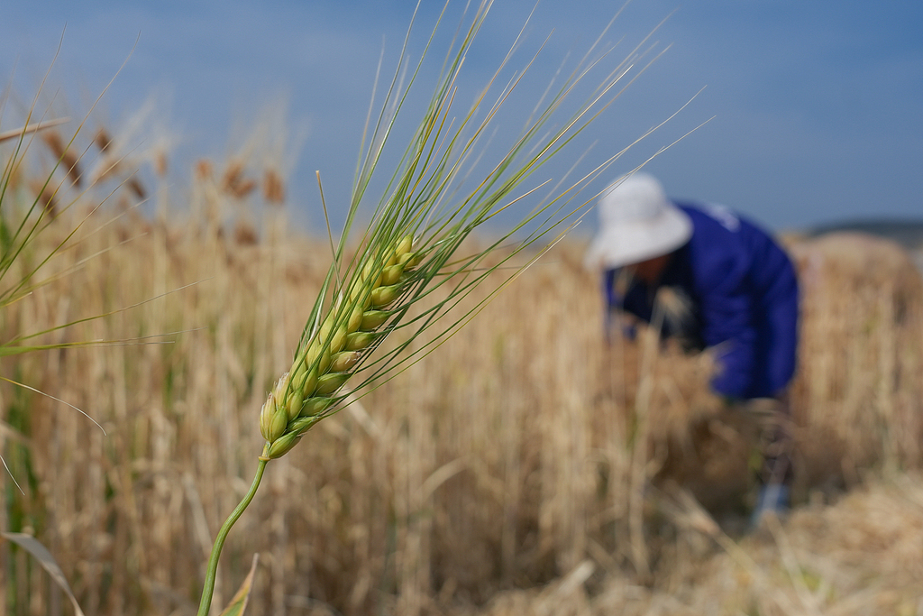 云南陆良：农户抢抓时节收割大麦