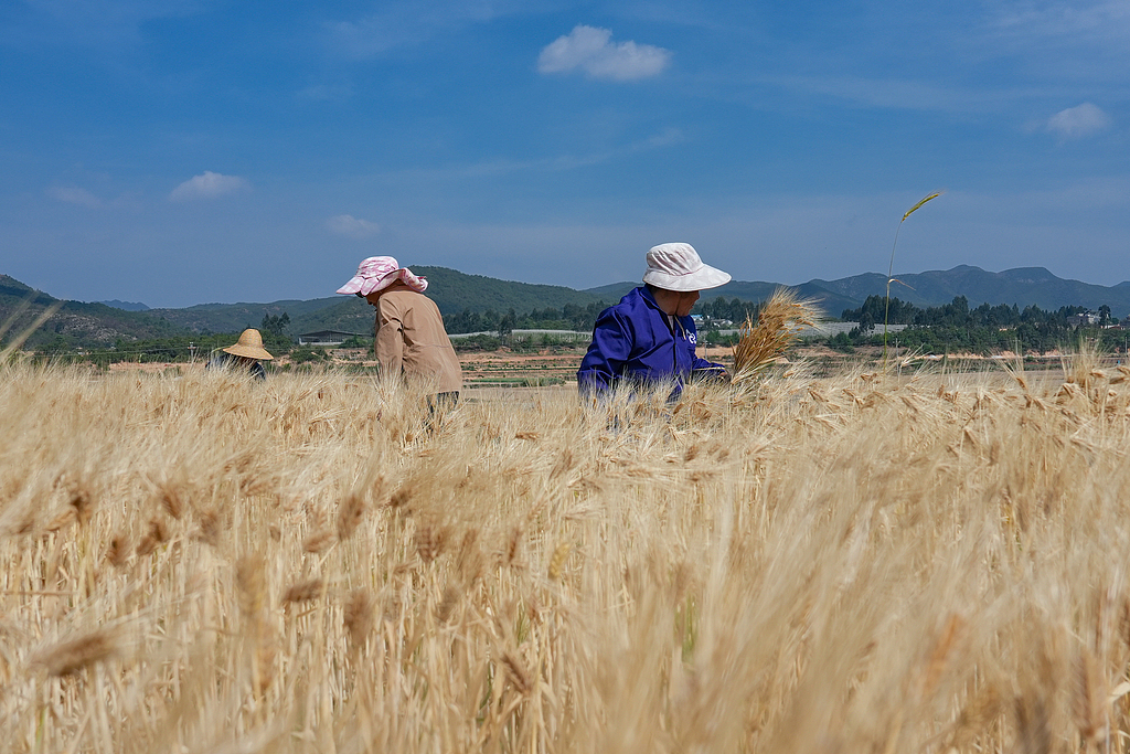 云南陆良：农户抢抓时节收割大麦