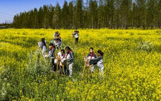 江苏太仓：学生油菜花田间写生