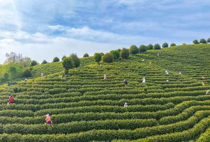 安徽芜湖：茶农抢抓农时采摘春茶