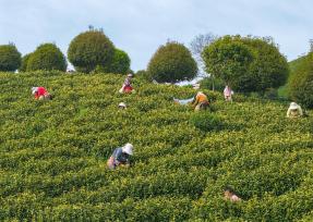 安徽芜湖：茶农抢抓农时采摘春茶