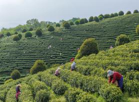 安徽芜湖：茶农抢抓农时采摘春茶