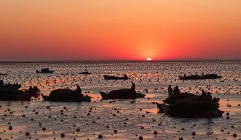 山东荣成：养殖工人迎日出采收海带