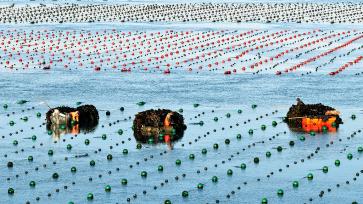 山东荣成：养殖工人迎日出采收海带