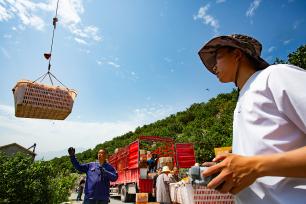 湖北秭归：无人机吊运春橙助力销售