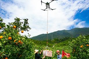 湖北秭归：无人机吊运春橙助力销售