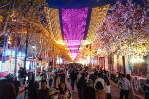 天津五大道海棠花节人气旺