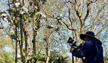 天津五大道海棠花节人气旺