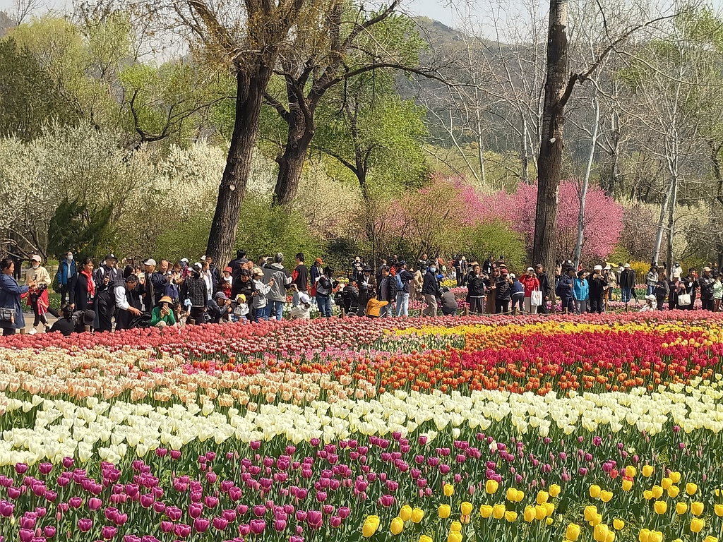 北京国家植物园郁金香迎来盛花期