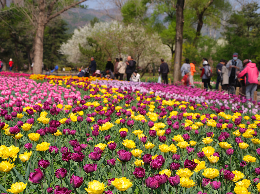 北京国家植物园郁金香迎来盛花期