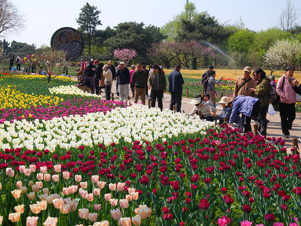 北京国家植物园郁金香迎来盛花期