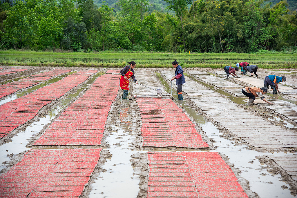 四川广安：村民抢抓农时田间育秧