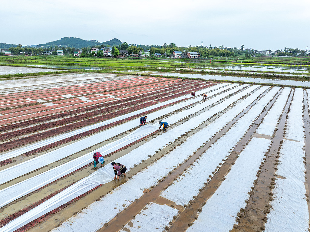 四川广安：村民抢抓农时田间育秧