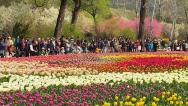 北京国家植物园郁金香迎来盛花期