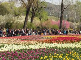 北京国家植物园郁金香迎来盛花期