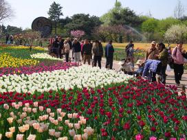 北京国家植物园郁金香迎来盛花期