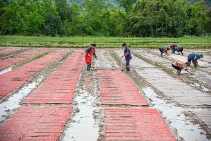四川广安：村民抢抓农时田间育秧