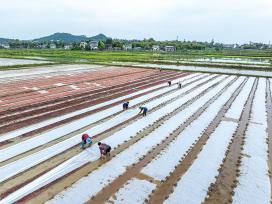 四川广安：村民抢抓农时田间育秧