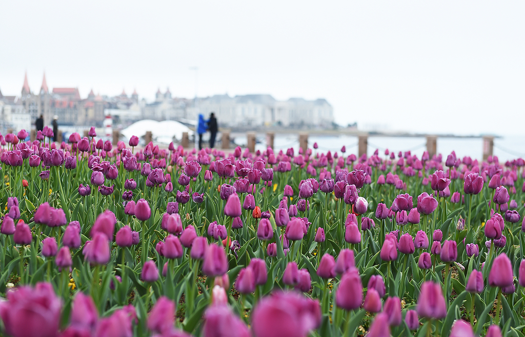 山东烟台：雨后海滨郁金香渐次绽放