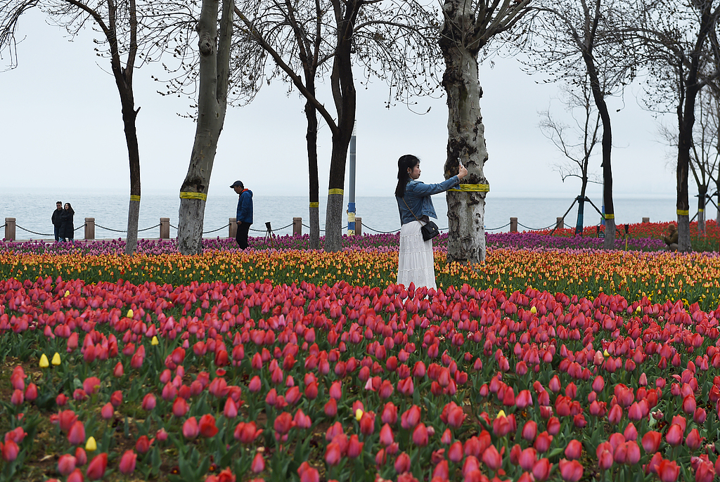 山东烟台：雨后海滨郁金香渐次绽放