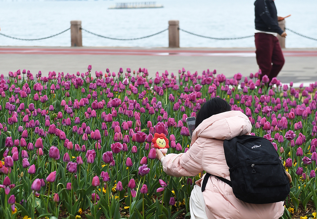 山东烟台：雨后海滨郁金香渐次绽放