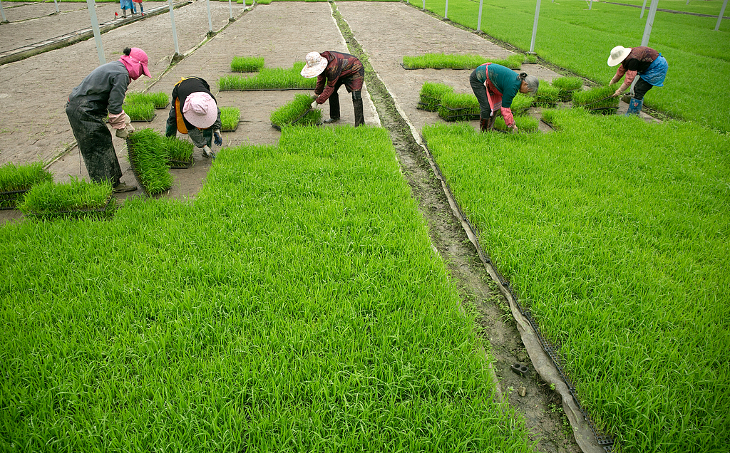 浙江乐清：农民抢抓晴好天气转运秧苗