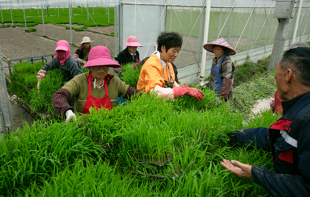 浙江乐清：农民抢抓晴好天气转运秧苗