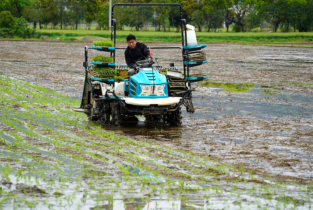 浙江乐清：农民抢抓晴好天气转运秧苗