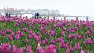 山东烟台：雨后海滨郁金香渐次绽放