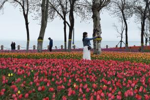 山东烟台：雨后海滨郁金香渐次绽放