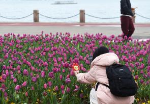 山东烟台：雨后海滨郁金香渐次绽放