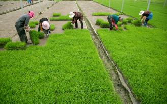 浙江乐清：农民抢抓晴好天气转运秧苗