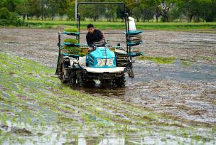 浙江乐清：农民抢抓晴好天气转运秧苗