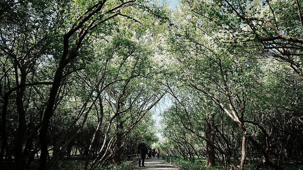 北京天坛公园丁香花迎来最佳观赏期