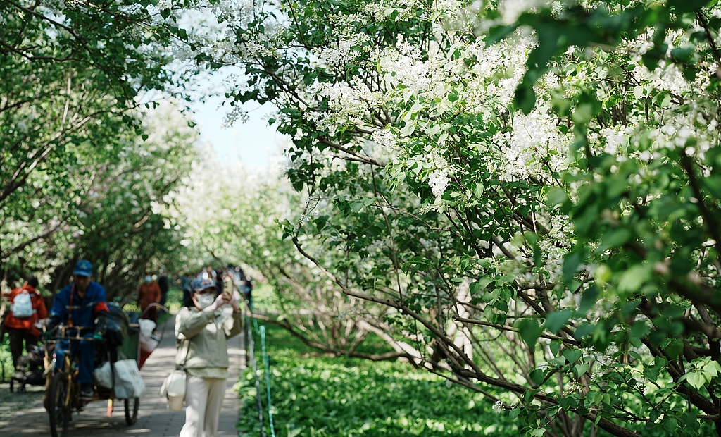 北京天坛公园丁香花迎来最佳观赏期