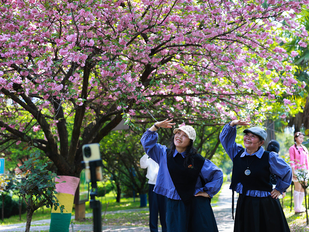 贵州凯里：街头樱花盛放 吸引市民赏花拍照